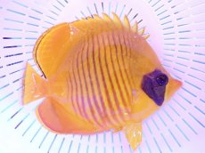 画像2: No.8 ゴールデンバタフライ　14.5cm前後　　【迫力ある大きめサイズ！】 (2)