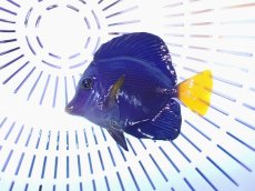 画像2: No.9 パープルタン (2)