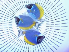 画像2: No.10 パウダーブルータン (2)