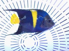 画像1: No.11 アズファーエンゼル (1)