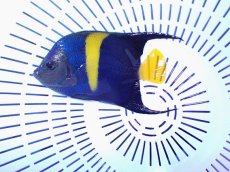 画像2: No.11 アズファーエンゼル (2)