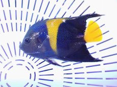 画像1: No.12 アズファーエンゼル (1)