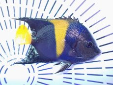 画像2: No.12 アズファーエンゼル (2)