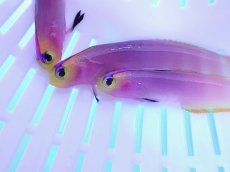 画像2: No.13 パープルファイヤーゴビー　　【人気No.1】 (2)