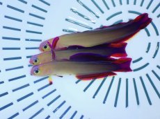 画像1: No.14 インド洋産アケボノハゼ (1)