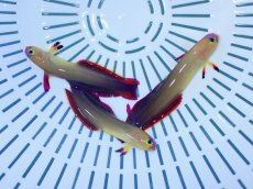 画像2: No.14 インド洋産アケボノハゼ (2)