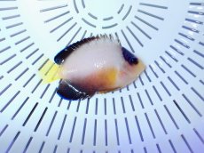 画像1: No.15 マルチカラーエンゼル (1)