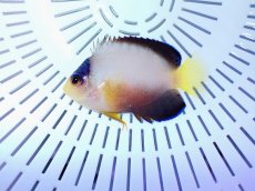 画像2: No.15 マルチカラーエンゼル (2)