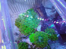 画像2: No.2 サンゴイソギンチャク　グリーン (2)