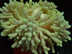 画像1: No.3 LTイソギンチャク (1)