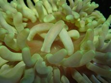 画像2: No.3 LTイソギンチャク (2)