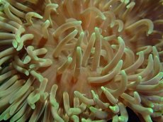 画像2: No.4 LTイソギンチャク (2)