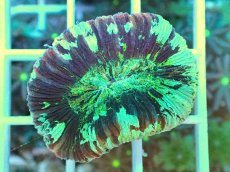 画像1: No.1 オオバナサンゴ マルチカラー (1)