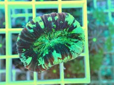 画像2: No.1 オオバナサンゴ マルチカラー (2)