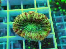 画像1: No.2 オオバナサンゴ マルチカラー (1)