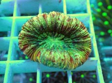 画像2: No.2 オオバナサンゴ マルチカラー (2)