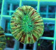 画像1: No.3 オオバナサンゴ マルチカラー (1)