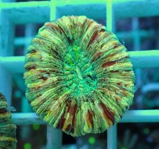 画像2: No.3 オオバナサンゴ マルチカラー (2)