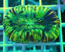 画像1: No.4 オオバナサンゴ マルチカラー (1)