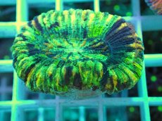 画像2: No.4 オオバナサンゴ マルチカラー (2)