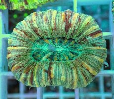 画像1: No.5 オオバナサンゴ マルチカラー (1)