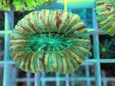 画像2: No.5 オオバナサンゴ マルチカラー (2)