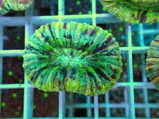 画像1: No.6 オオバナサンゴ マルチカラー (1)