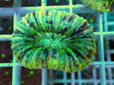 画像2: No.6 オオバナサンゴ マルチカラー (2)