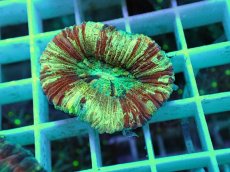 画像1: No.7 オオバナサンゴ マルチカラー (1)
