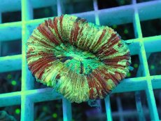 画像2: No.7 オオバナサンゴ マルチカラー (2)