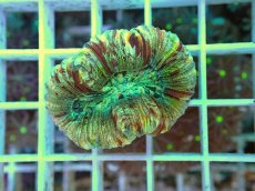 画像1: No.8 オオバナサンゴ マルチカラー (1)