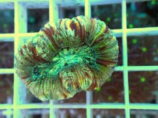 画像2: No.8 オオバナサンゴ マルチカラー (2)