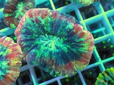 画像1: No.9 オオバナサンゴ マルチカラー (1)