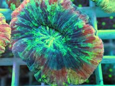 画像2: No.9 オオバナサンゴ マルチカラー (2)
