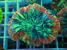 画像1: No.10 オオバナサンゴ マルチカラー (1)