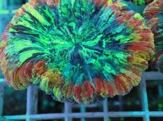 画像2: No.10 オオバナサンゴ マルチカラー (2)