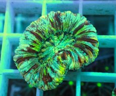 画像1: No.11 オオバナサンゴ マルチカラー (1)