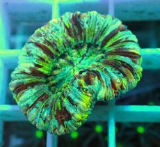 画像2: No.11 オオバナサンゴ マルチカラー (2)