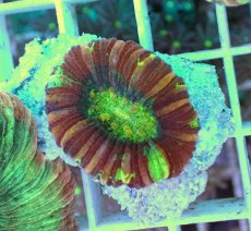 画像1: No.12 オオバナサンゴ マルチカラー (1)