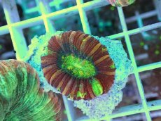画像2: No.12 オオバナサンゴ マルチカラー (2)