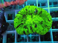 画像1: No.13 オオバナサンゴ マルチカラー (1)