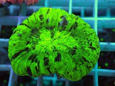 画像2: No.13 オオバナサンゴ マルチカラー (2)