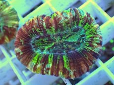 画像1: No.14 オオバナサンゴ マルチカラー (1)