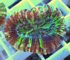 画像2: No.14 オオバナサンゴ マルチカラー (2)