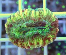 画像1: No.15 オオバナサンゴ マルチカラー (1)