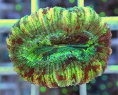 画像2: No.15 オオバナサンゴ マルチカラー (2)