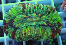 画像1: No.16 オオバナサンゴ マルチカラー (1)