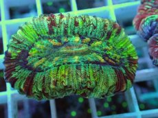 画像2: No.16 オオバナサンゴ マルチカラー (2)