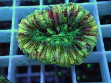 画像1: No.17 オオバナサンゴ マルチカラー (1)