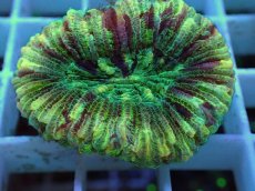 画像2: No.17 オオバナサンゴ マルチカラー (2)